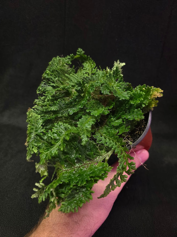 Selaginella Amazonica #13