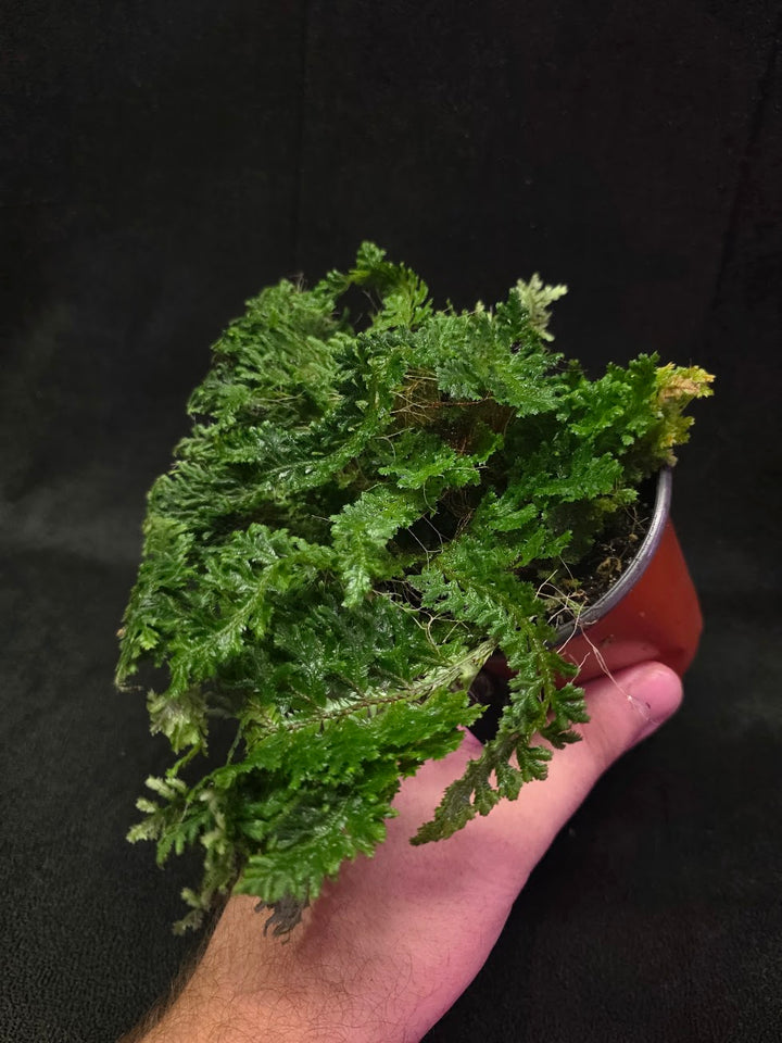 Selaginella Amazonica #13