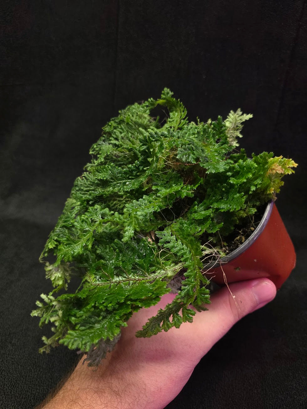 Selaginella Amazonica #13