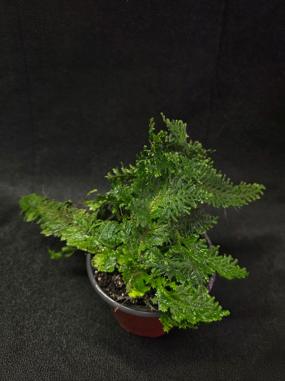 Selaginella Amazonica #14