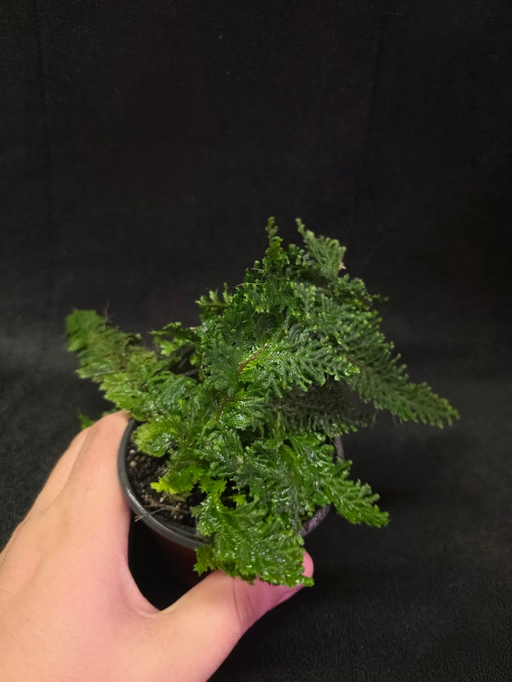 Selaginella Amazonica #14
