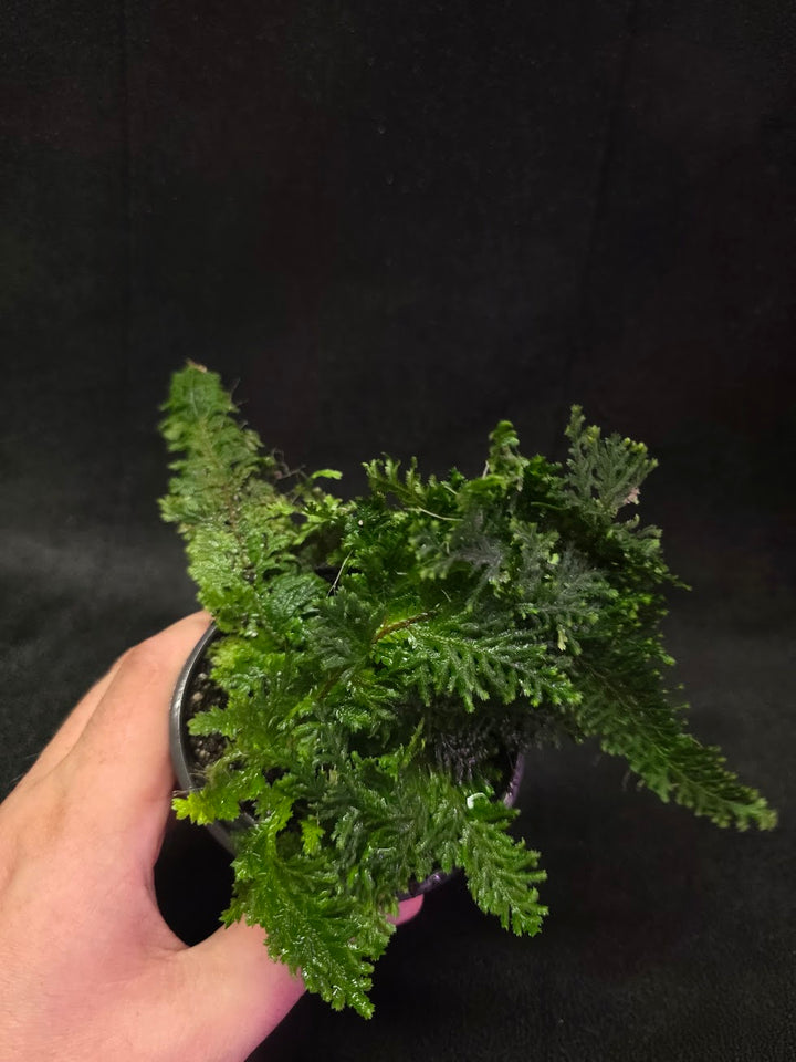 Selaginella Amazonica #14