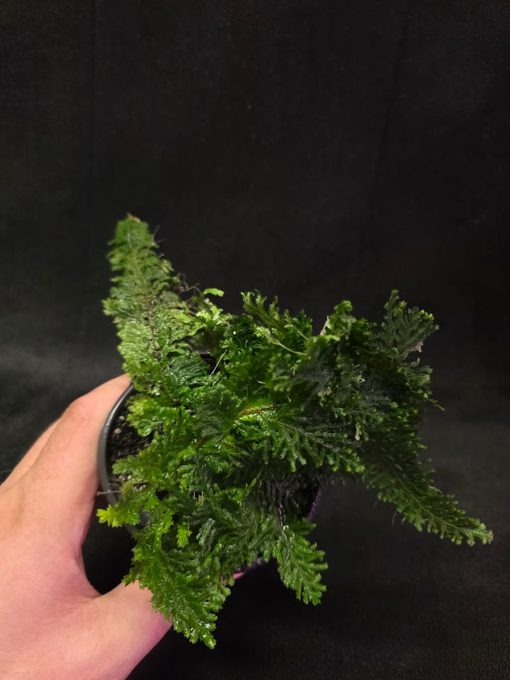 Selaginella Amazonica #14