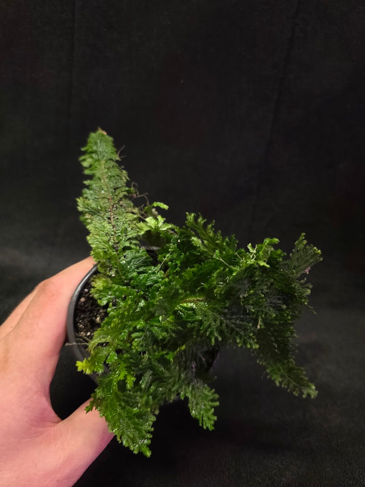 Selaginella Amazonica #14