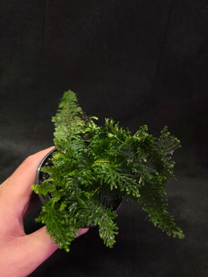 Selaginella Amazonica #14