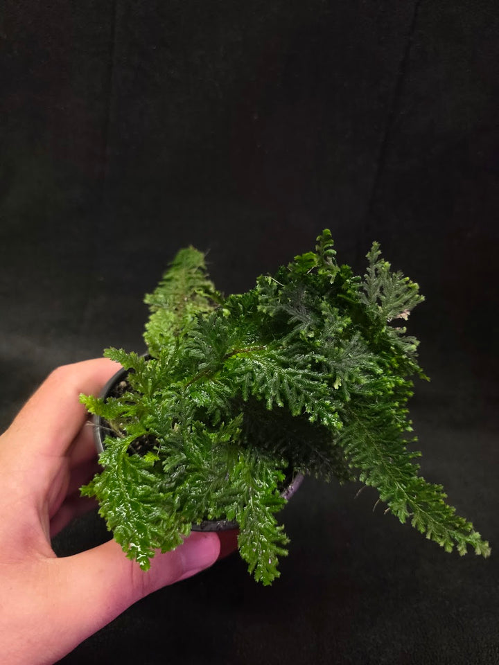 Selaginella Amazonica #14