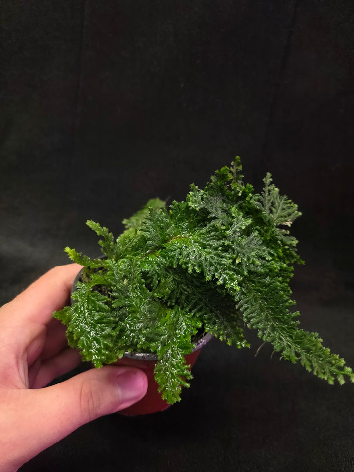 Selaginella Amazonica #14