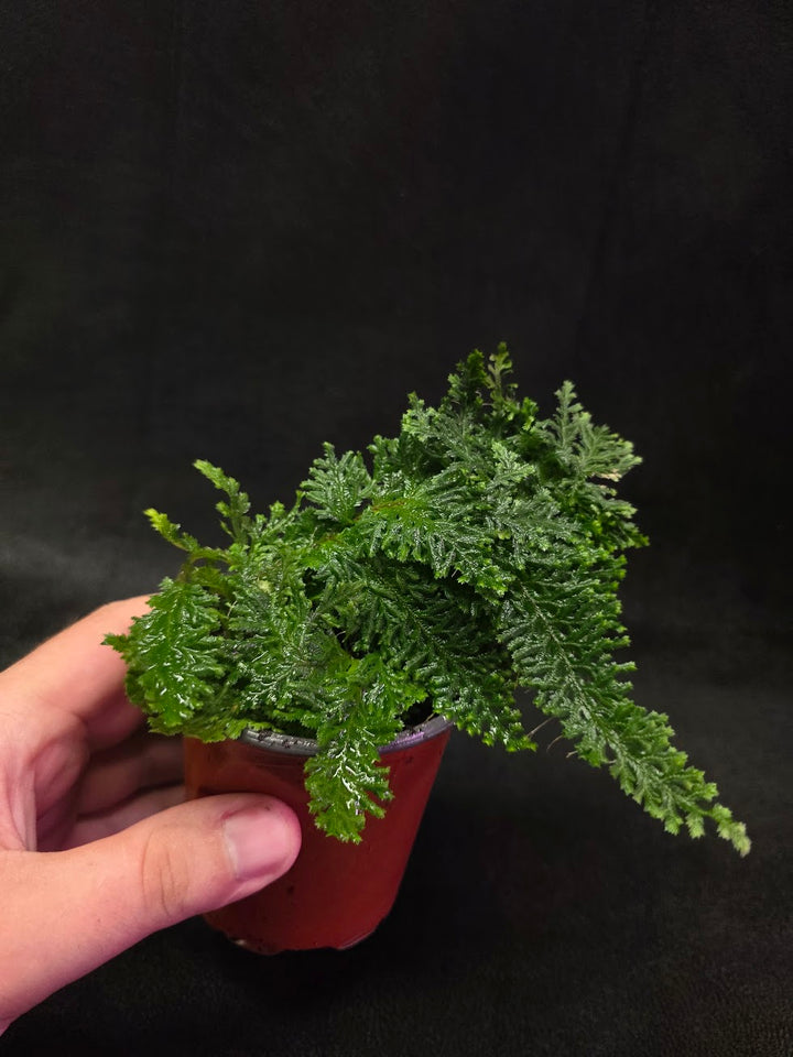 Selaginella Amazonica #14
