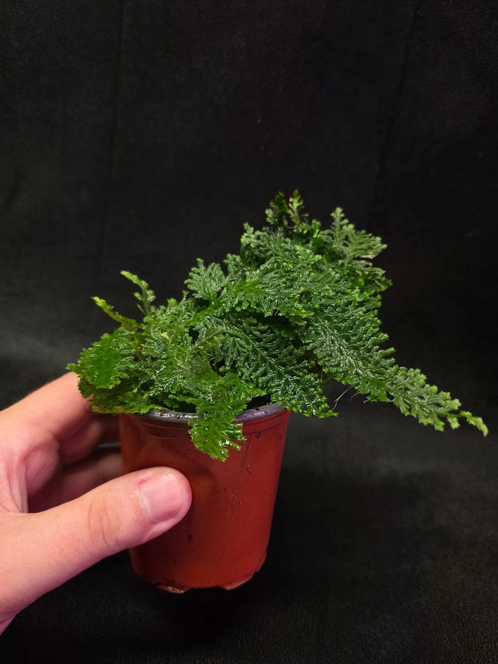 Selaginella Amazonica #14