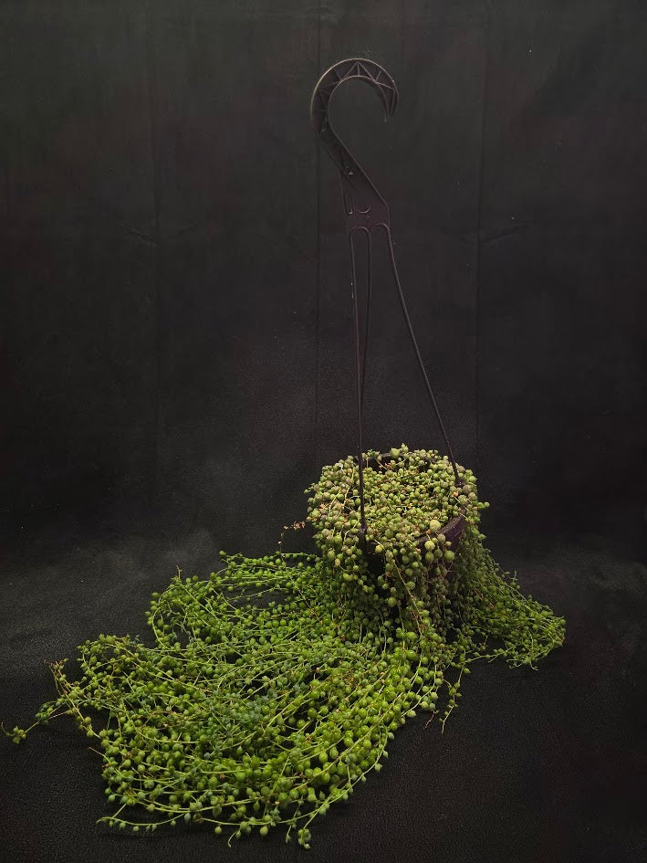 String of Pearls #03
