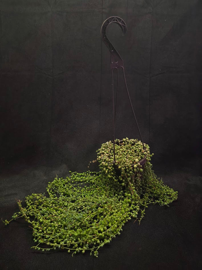 String of Pearls #03