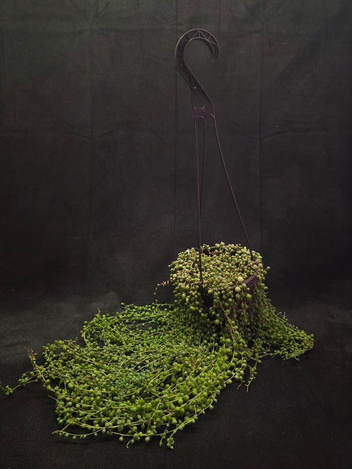 String of Pearls #03