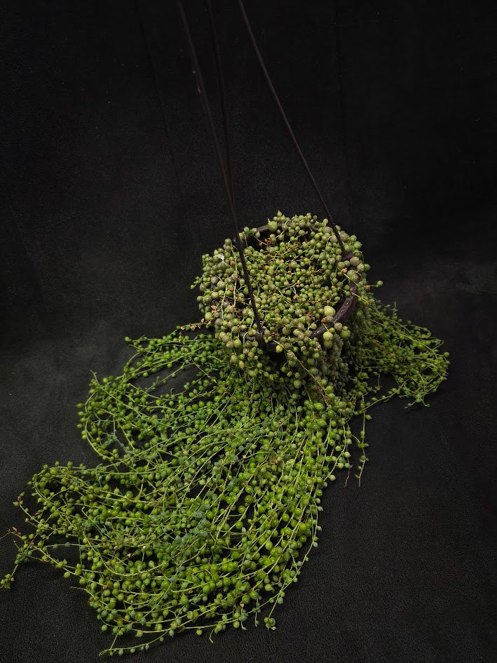 String of Pearls #03