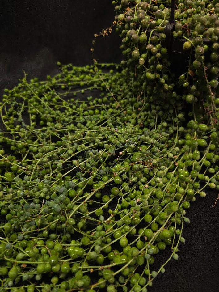 String of Pearls #03