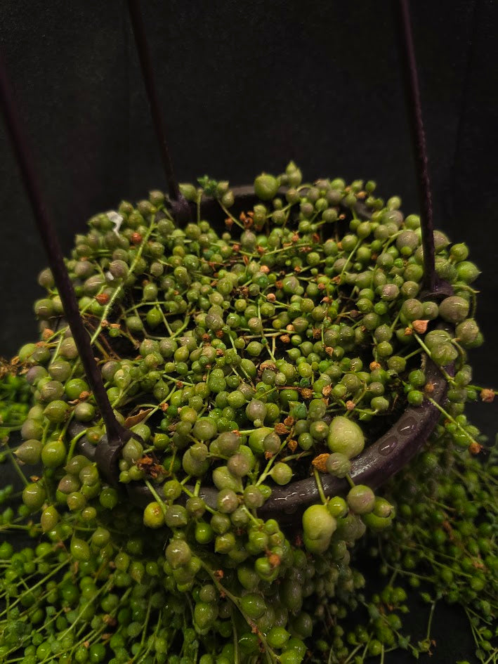 String of Pearls #03