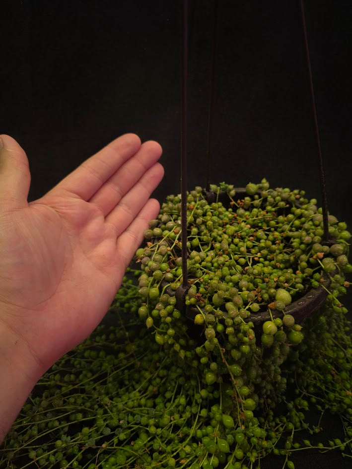 String of Pearls #03