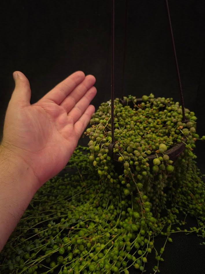 String of Pearls #03