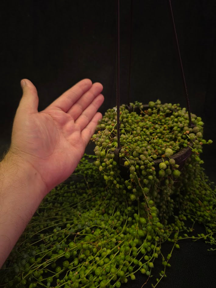 String of Pearls #03