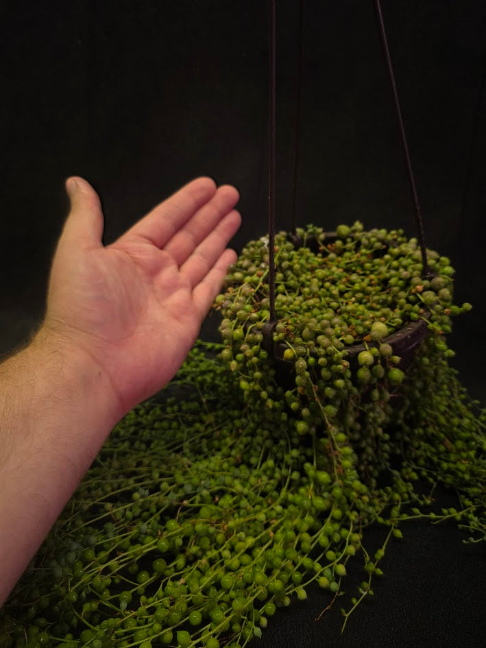 String of Pearls #03