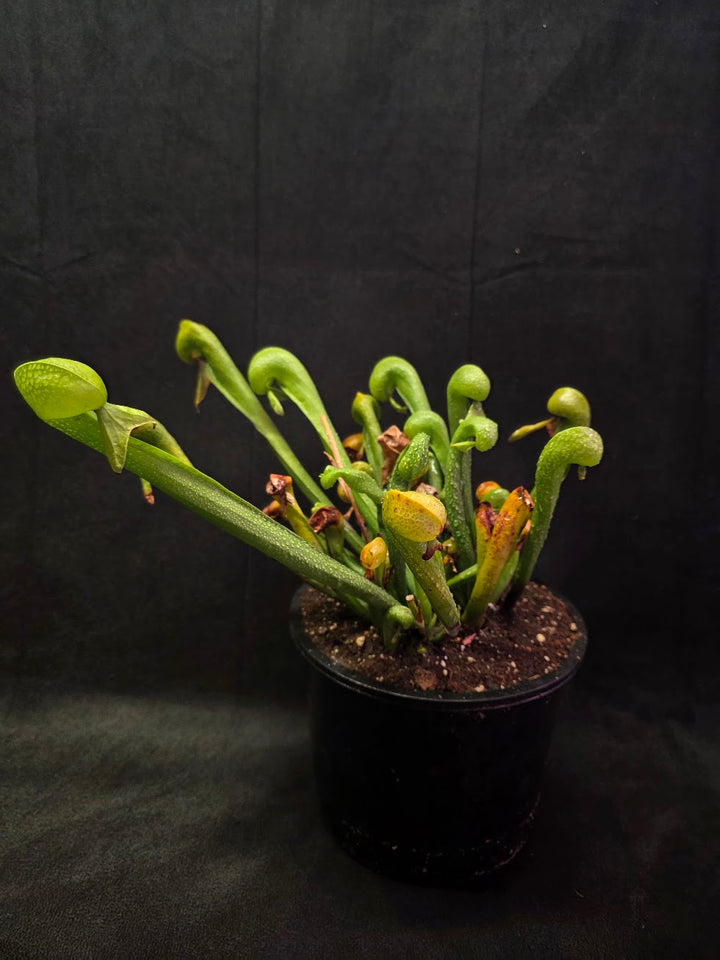 Cobra Lily (Darlingtonia Californica) #01