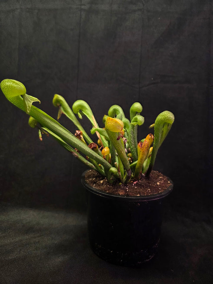 Cobra Lily (Darlingtonia Californica) #01