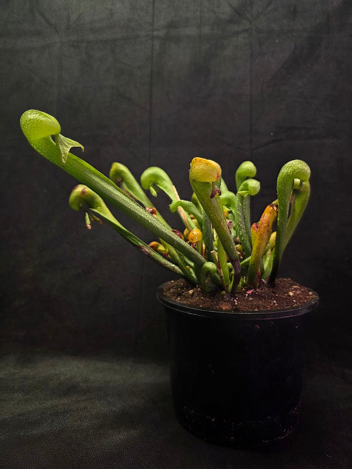 Cobra Lily (Darlingtonia Californica) #01