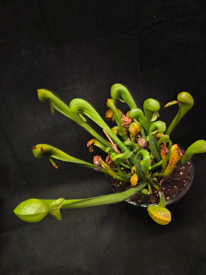 Cobra Lily (Darlingtonia Californica) #01