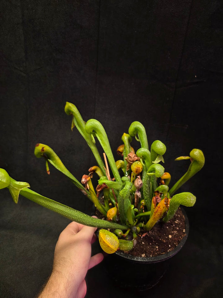 Cobra Lily (Darlingtonia Californica) #01