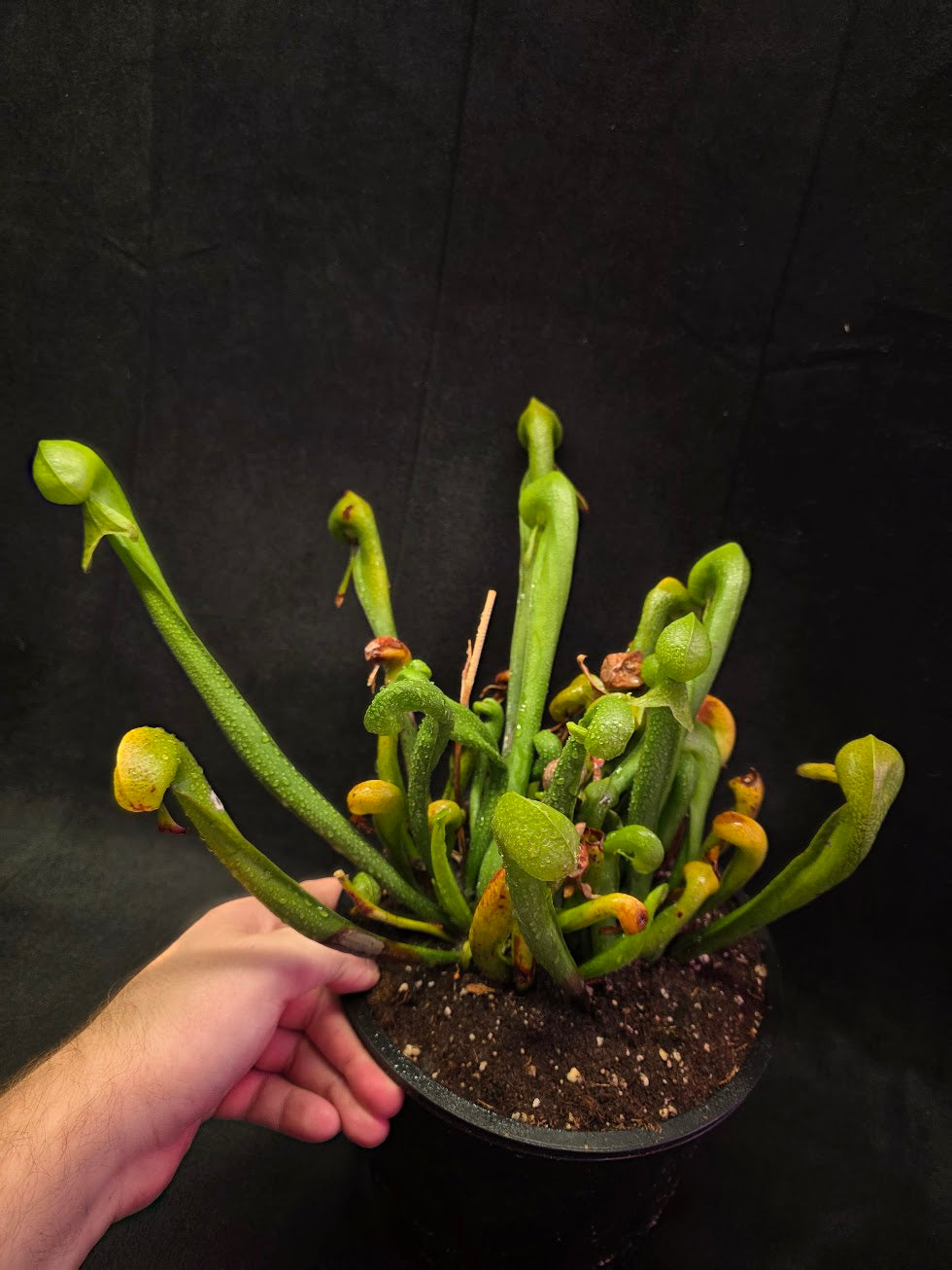 Cobra Lily (Darlingtonia Californica) #01