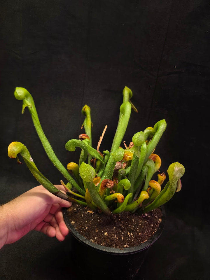 Cobra Lily (Darlingtonia Californica) #01