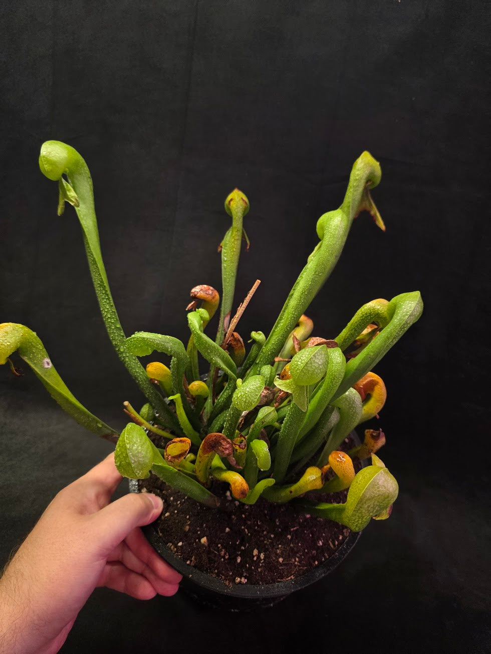 Cobra Lily (Darlingtonia Californica) #01