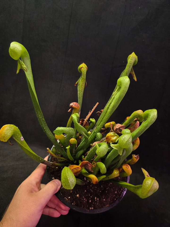 Cobra Lily (Darlingtonia Californica) #01