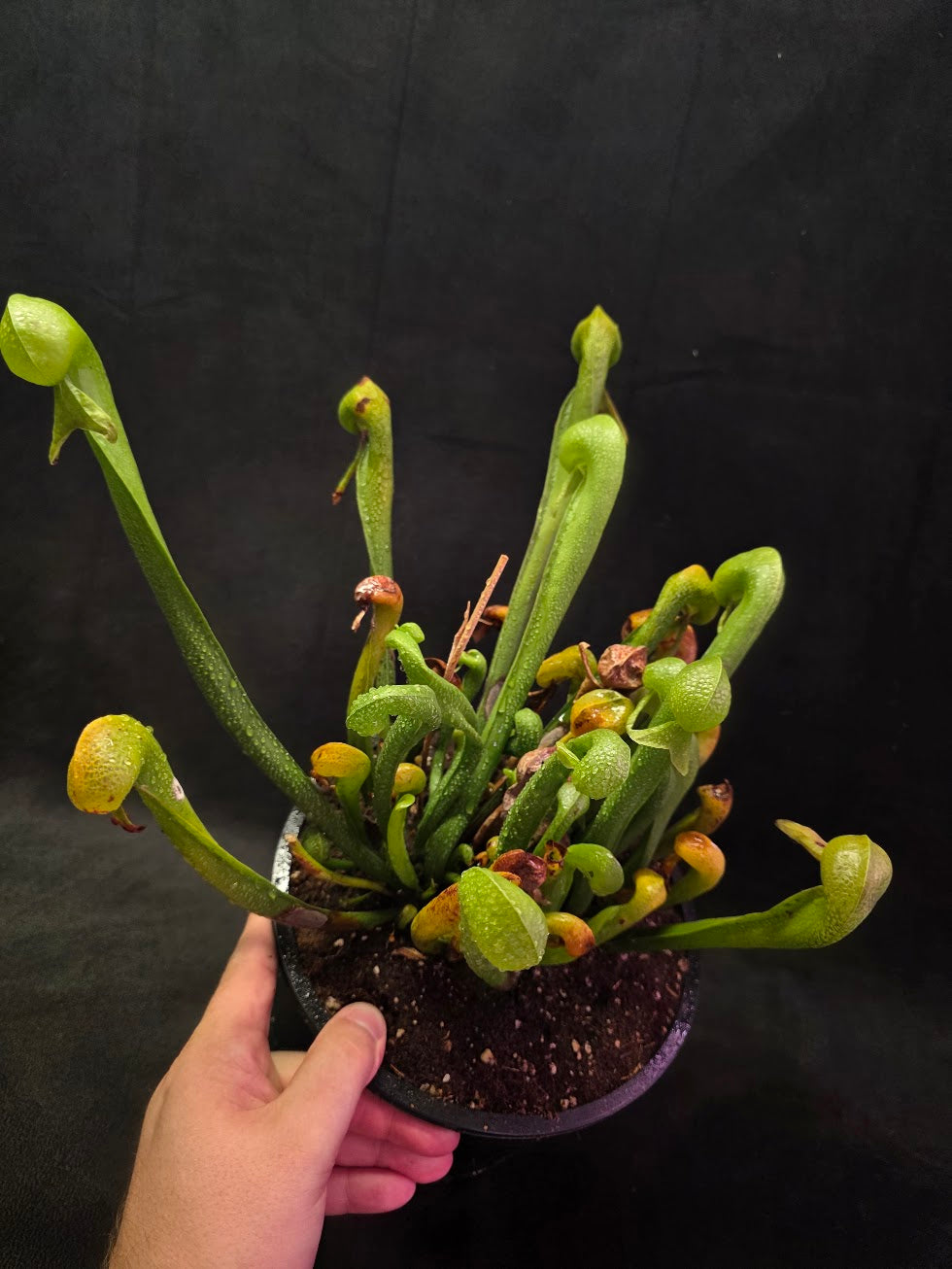 Cobra Lily (Darlingtonia Californica) #01