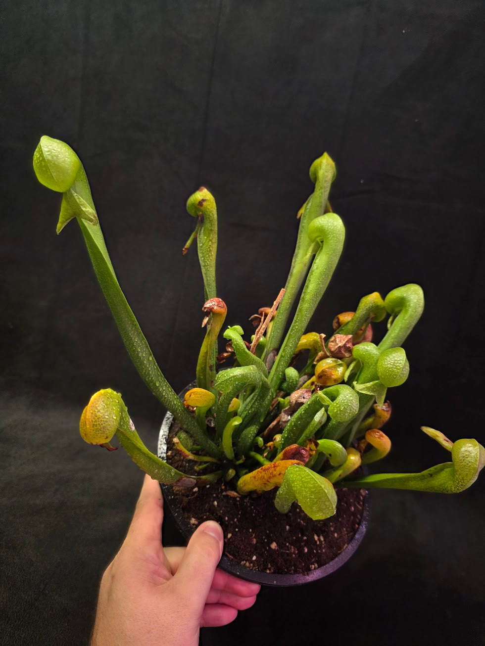 Cobra Lily (Darlingtonia Californica) #01