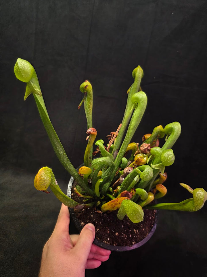 Cobra Lily (Darlingtonia Californica) #01