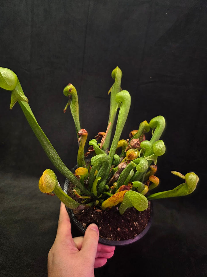 Cobra Lily (Darlingtonia Californica) #01
