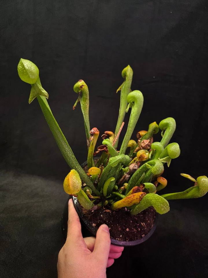 Cobra Lily (Darlingtonia Californica) #01