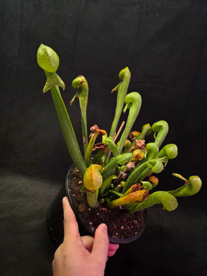 Cobra Lily (Darlingtonia Californica) #01