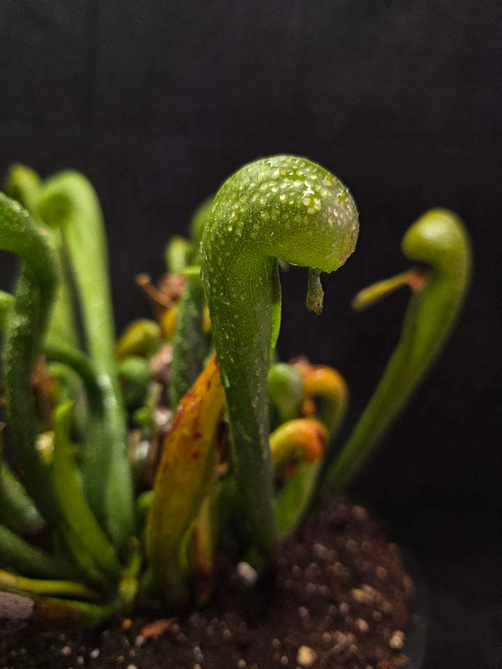 Cobra Lily (Darlingtonia Californica) #01