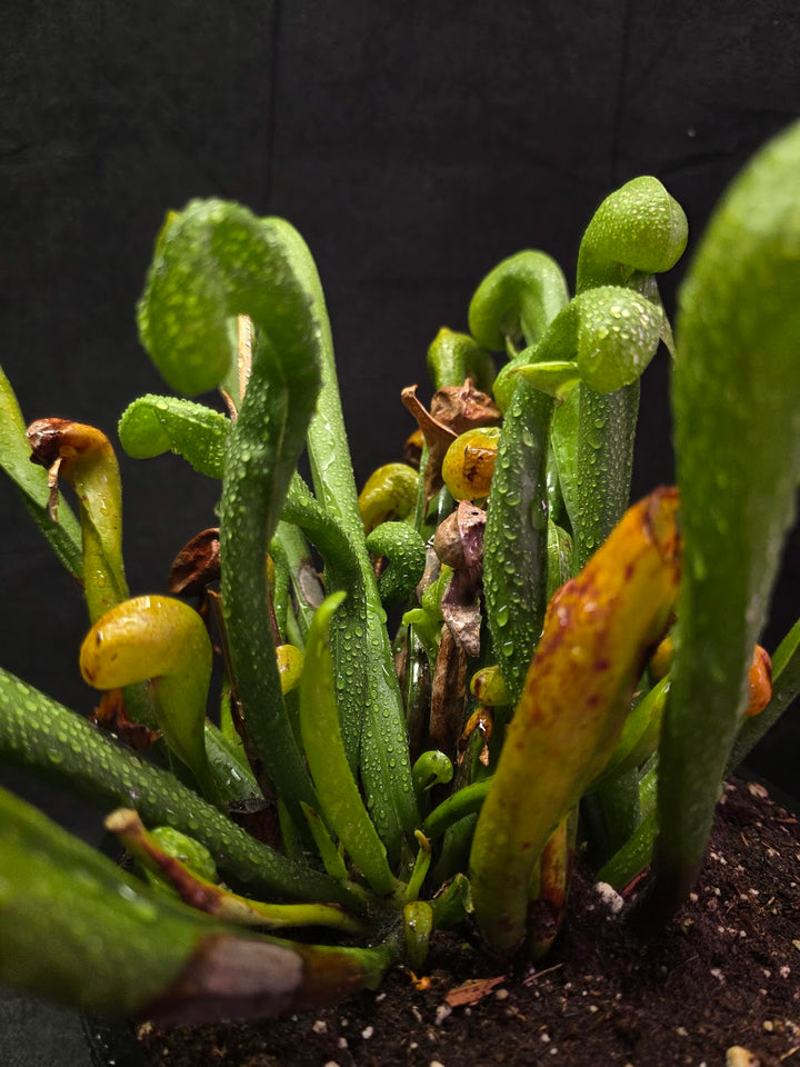 Cobra Lily (Darlingtonia Californica) #01