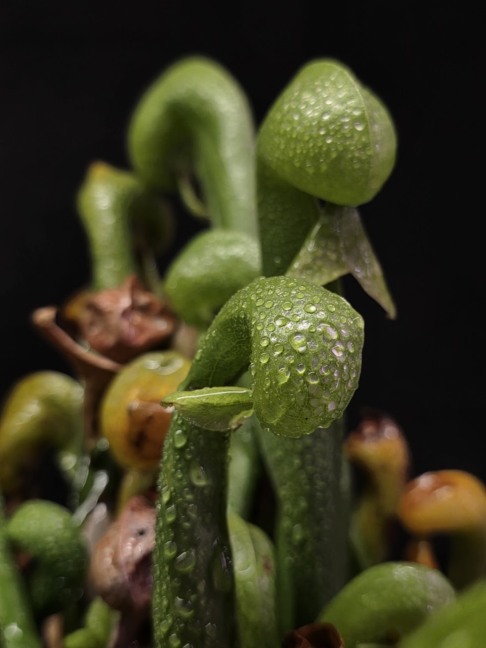 Cobra Lily (Darlingtonia Californica) #01