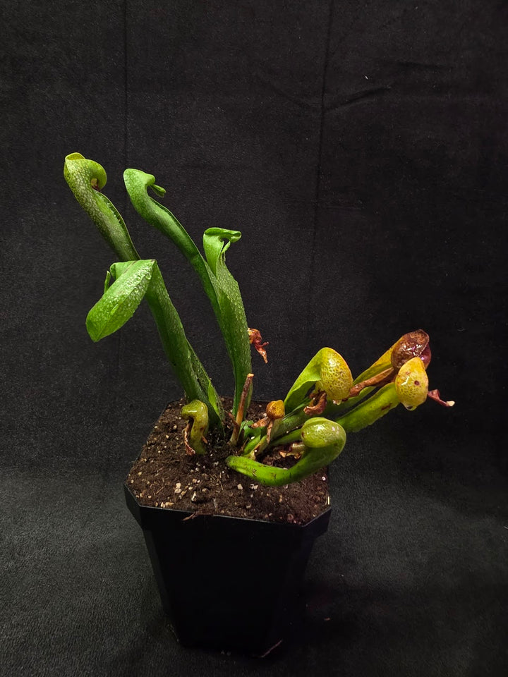 Cobra Lily (Darlingtonia Californica) #03
