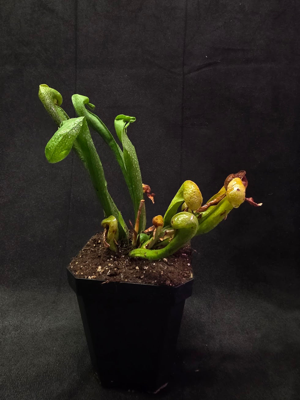 Cobra Lily (Darlingtonia Californica) #03