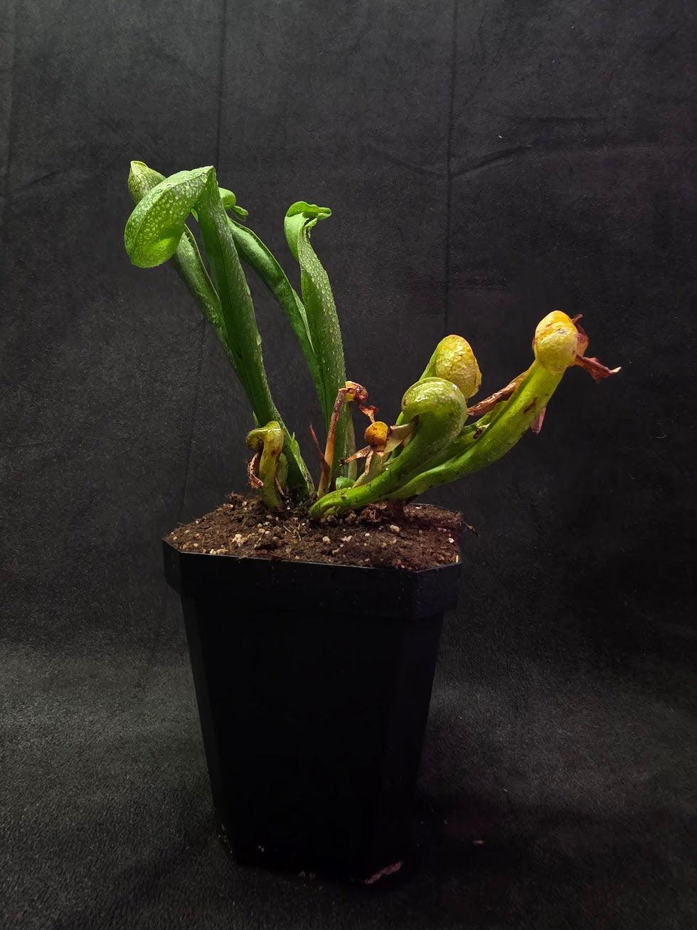 Cobra Lily (Darlingtonia Californica) #03