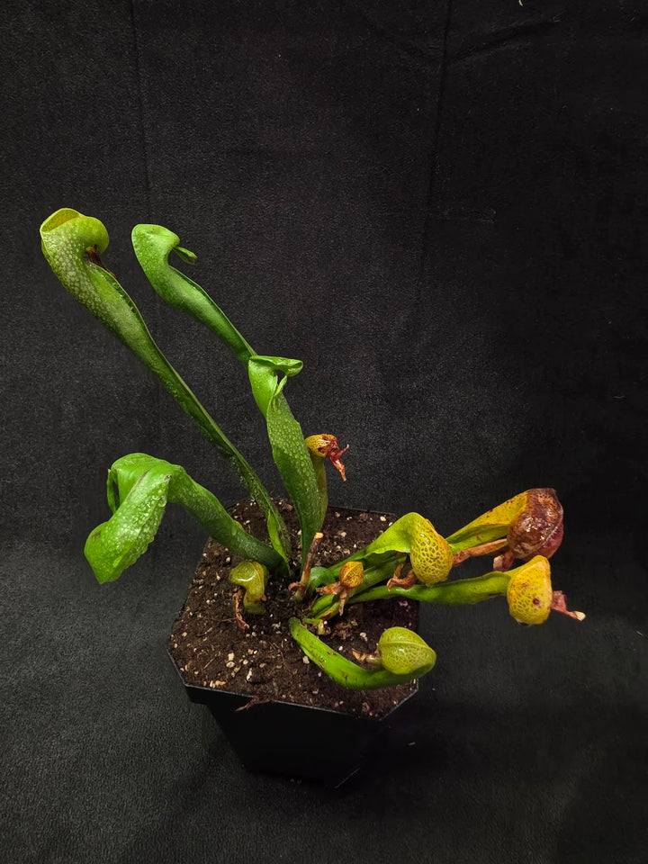 Cobra Lily (Darlingtonia Californica) #03