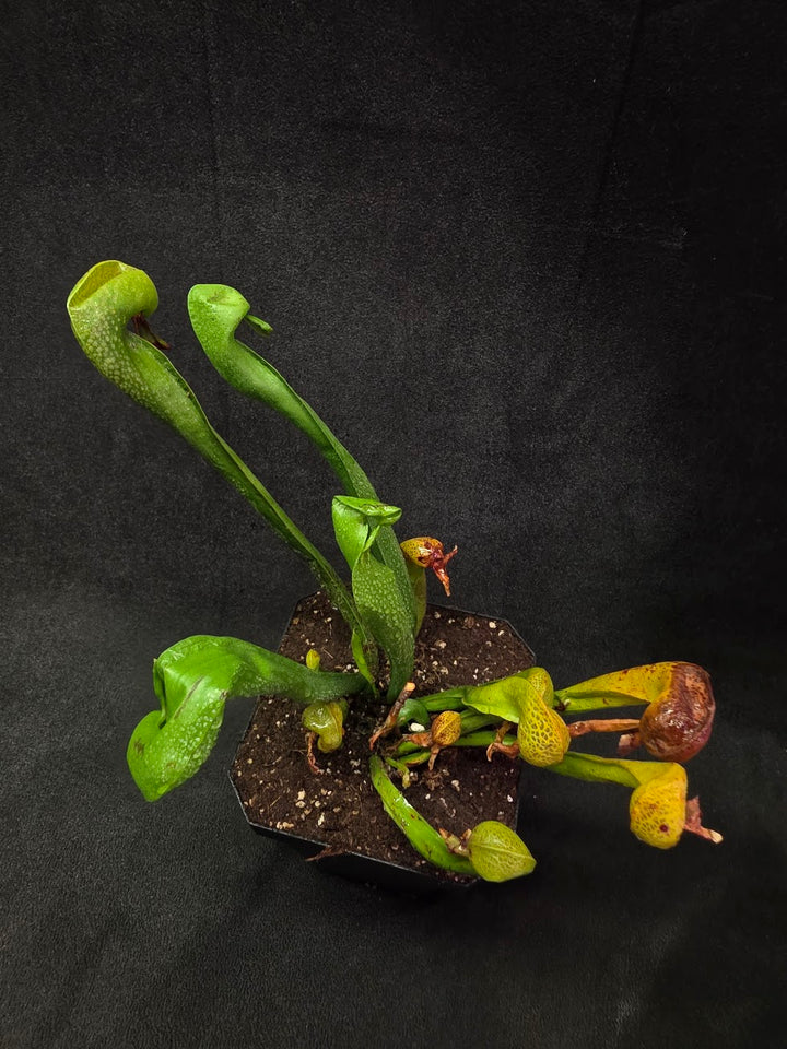 Cobra Lily (Darlingtonia Californica) #03