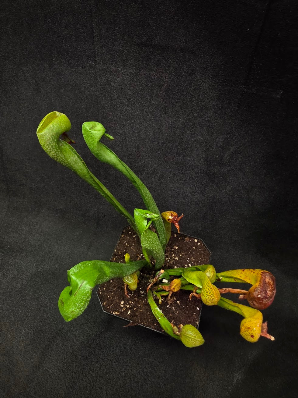 Cobra Lily (Darlingtonia Californica) #03