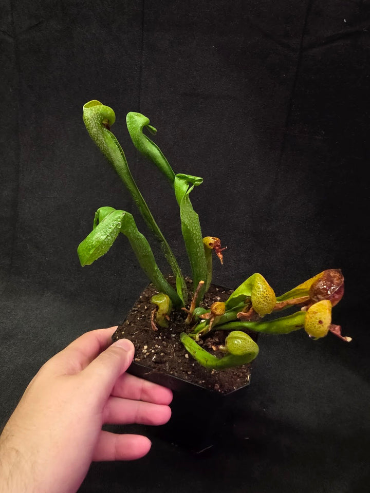 Cobra Lily (Darlingtonia Californica) #03