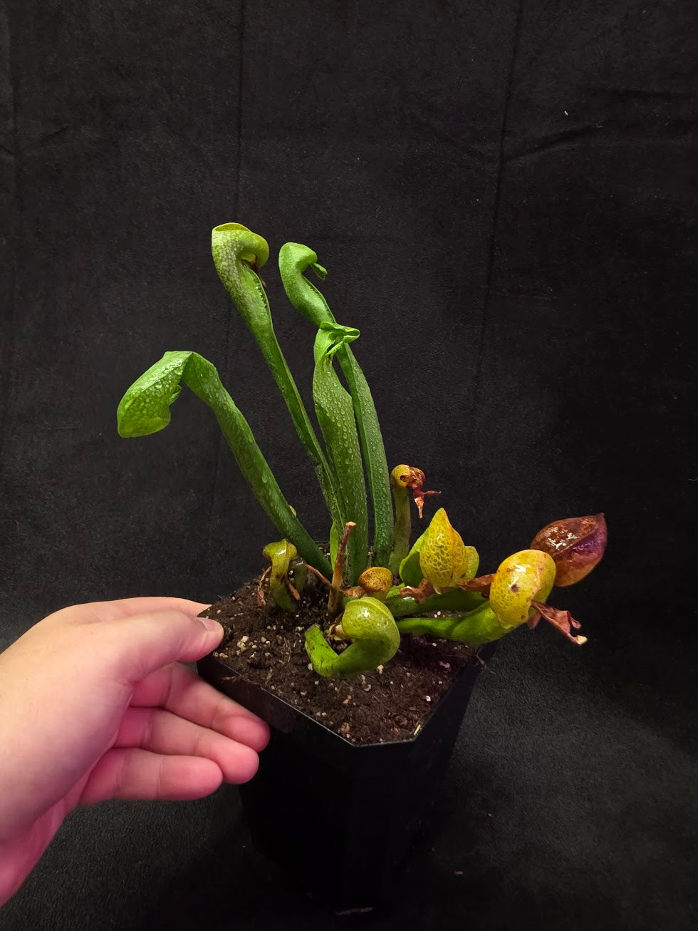 Cobra Lily (Darlingtonia Californica) #03