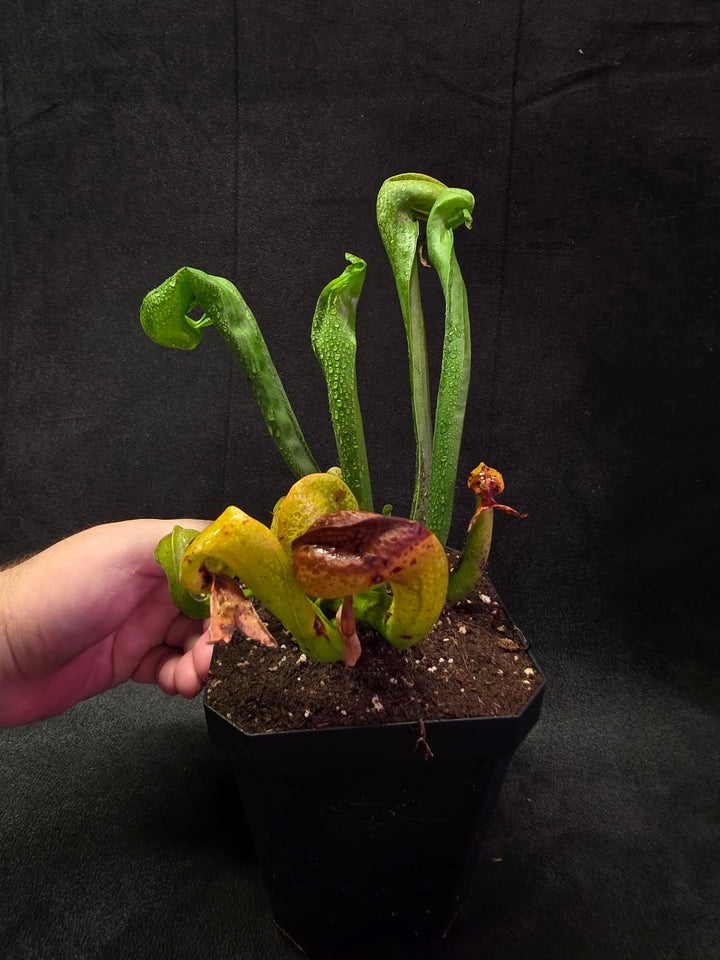 Cobra Lily (Darlingtonia Californica) #03